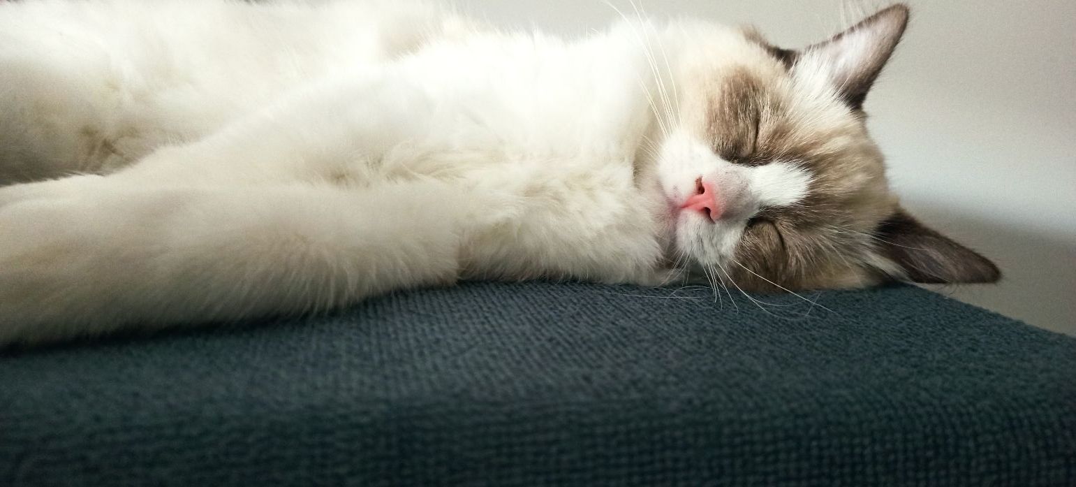 /images/Galeria/Ragdoll Rajongók Rezidenciája/05 Csanád Varga - Steve.jpg